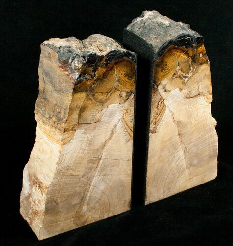 Oregon Petrified Wood Bookends - Oak #5049